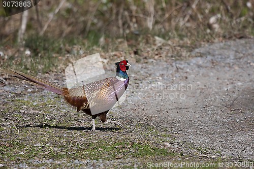 Image of male pheasant