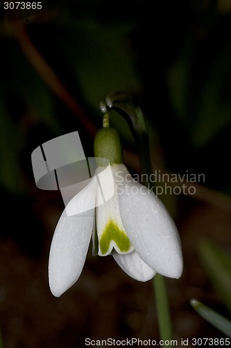 Image of snowdrop