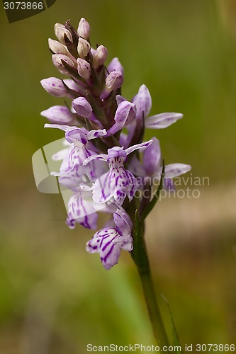 Image of wild orchid