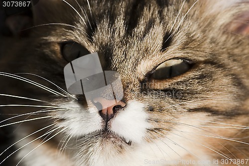 Image of cat face