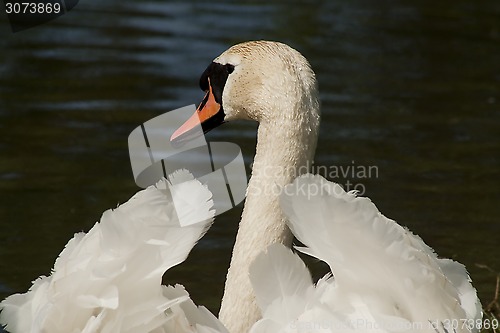 Image of swan