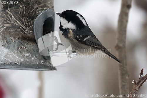 Image of coal tit