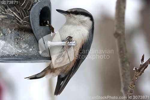 Image of nuthatch