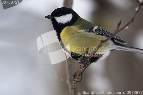 Image of great tit