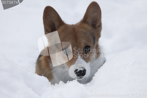 Image of standing in snow