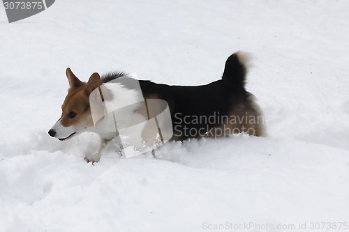 Image of running in snow