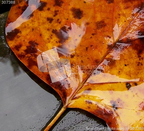 Image of Fallen Leaf in the Rain