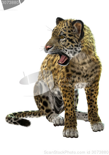 Image of Wild Jaguar