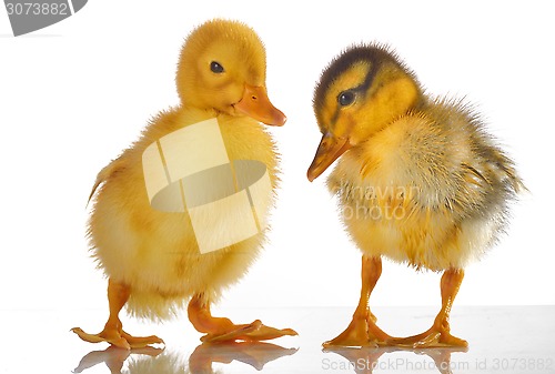 Image of two yellow duck 