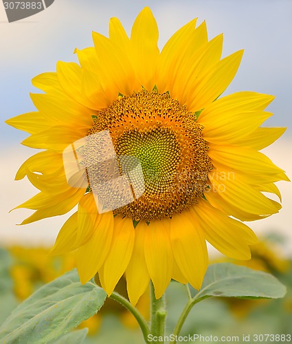 Image of beautiful sunflower 
