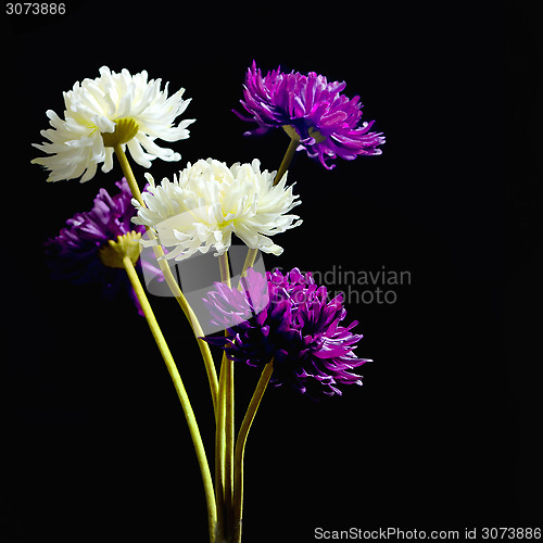 Image of Dahlia flower