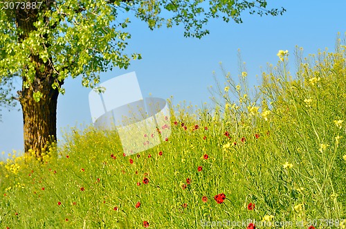 Image of spring flowers on field