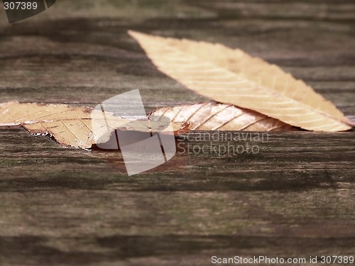 Image of Leaf Reflection on Wood