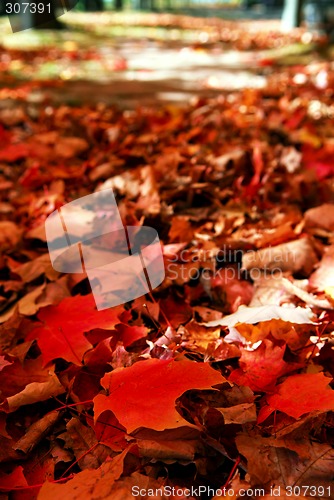 Image of Fallen autumn leaves