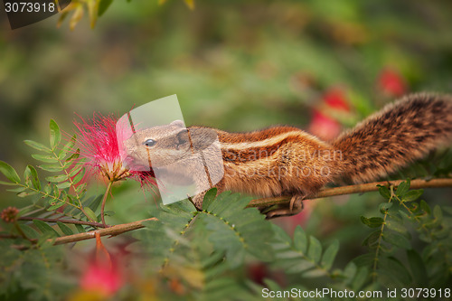 Image of Closeup Shot of a Palm Squirrel in India