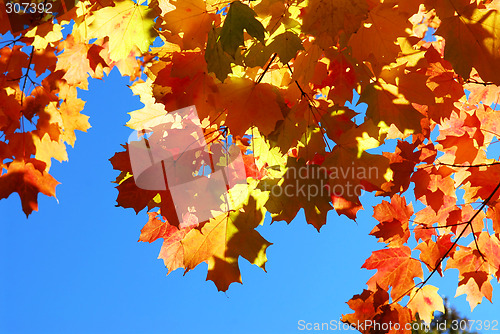 Image of Fall maple leaves