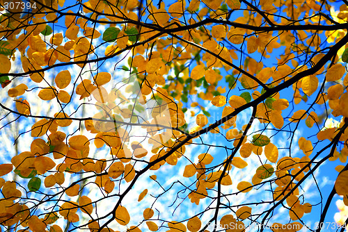 Image of Autumn tree branches