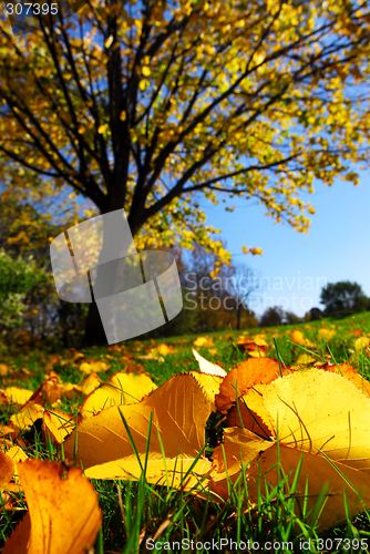 Image of Autumn landscape