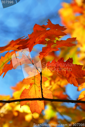 Image of Fall oak leaves