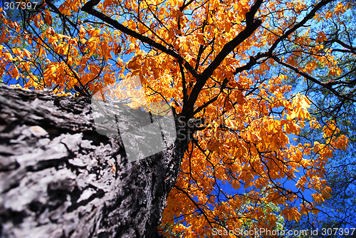 Image of Old elm tree in the fall