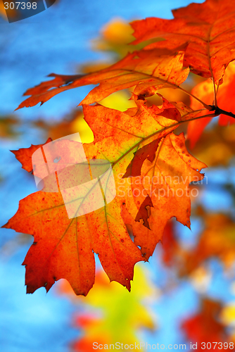 Image of Fall oak leaves