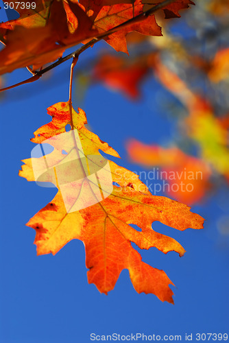 Image of Autumn leaf