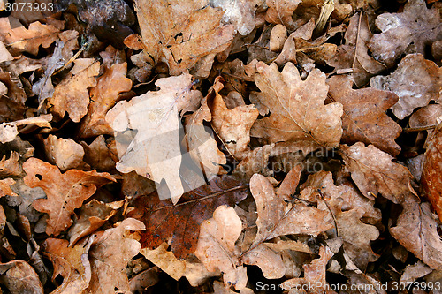 Image of Deep pile of dead oak leaves 