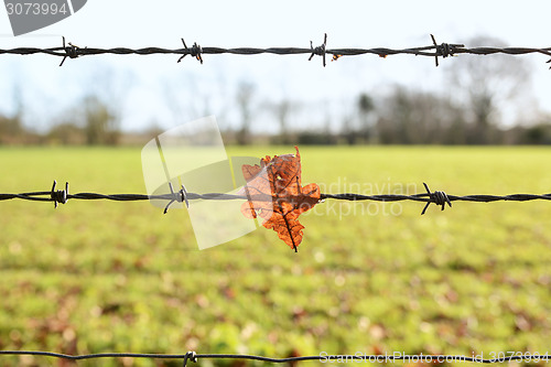 Image of Oak leaf caught on sharp barbed wire