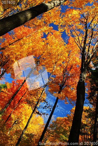 Image of Autumn forest