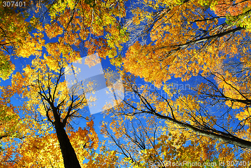 Image of Autumn forest