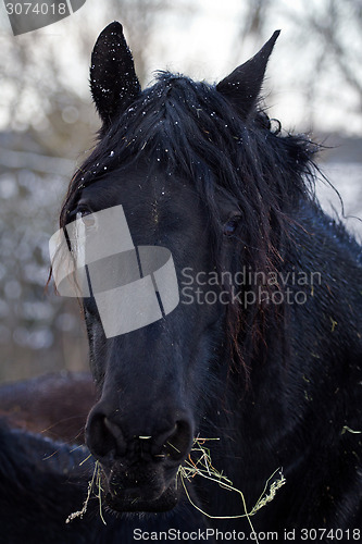 Image of Friesian Horse