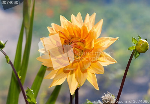 Image of Beautiful dahlia in the garden.