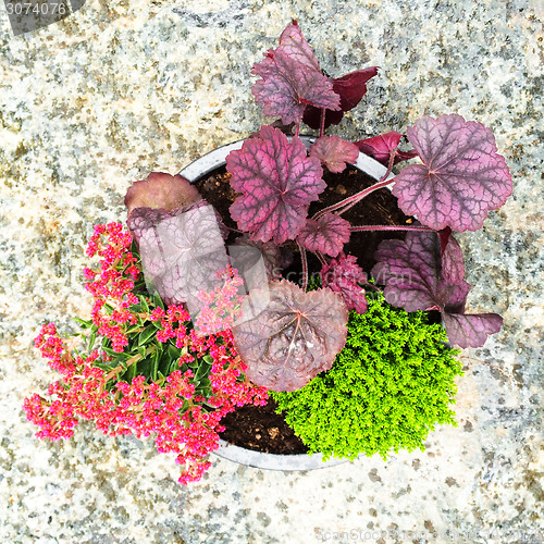 Image of Colorful flowers and plants in a pot