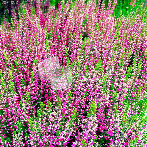 Image of Beautiful blooming heather