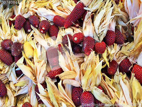 Image of Peruvian colored corn