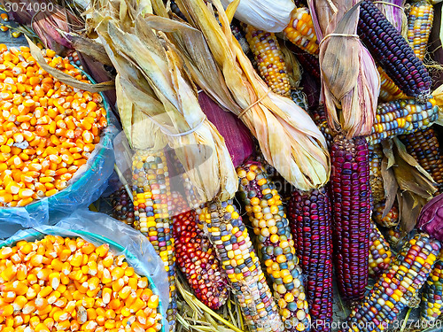 Image of Variety of colorful corn