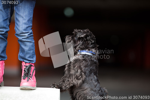 Image of A cute miniature schnauzer begging for treats