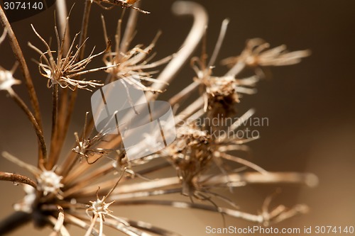 Image of Dried Flower Macro