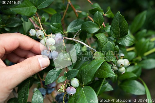 Image of Hand Picked Blueberries