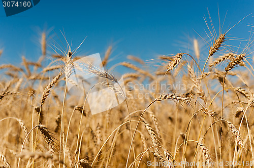 Image of Golden wheat