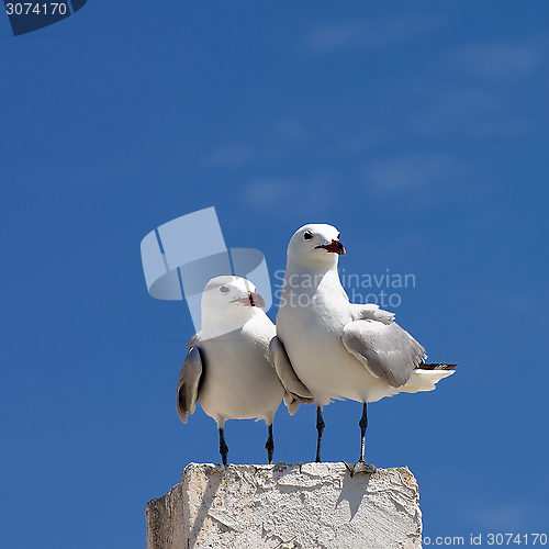 Image of Two Seagulls