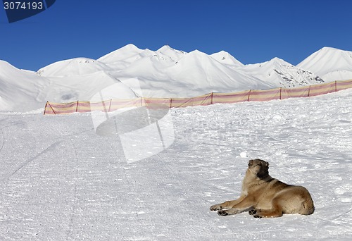 Image of Dog resting on snow at nice sun day