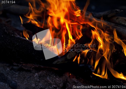 Image of Campfire in forest at night