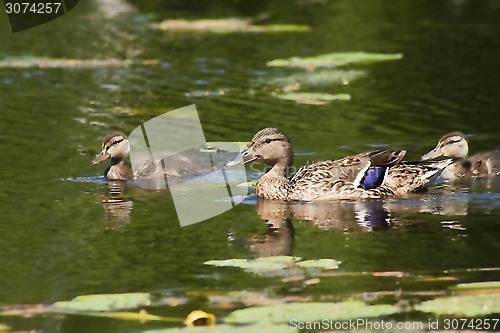 Image of duck family