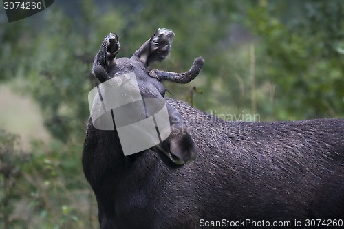 Image of moose