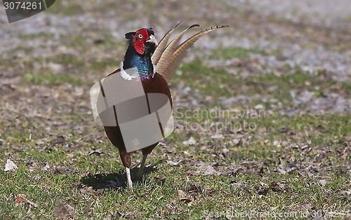 Image of pheasant