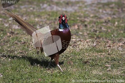 Image of male pheasant