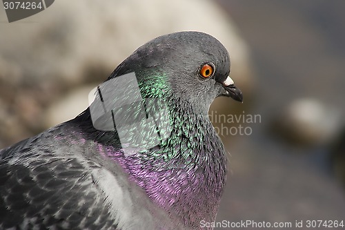 Image of common dove