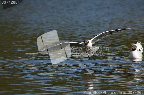 Image of flying gull