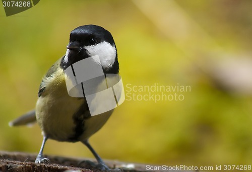 Image of great tit